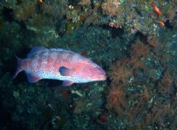 Grouper taken in a cave at Shark Reef with Olympus E300. by Nikki Van Veelen 